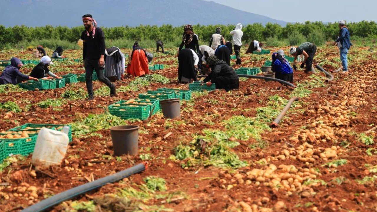 Adana’da patates hasadı başladı: Verim düştü, fiyatlar belirsiz