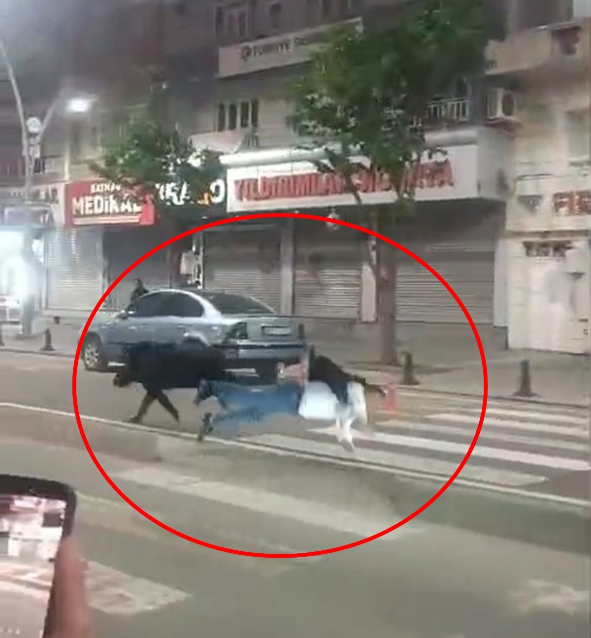 Şehir ortasında yaban domuzu paniği! 3 kişiye saldırdı