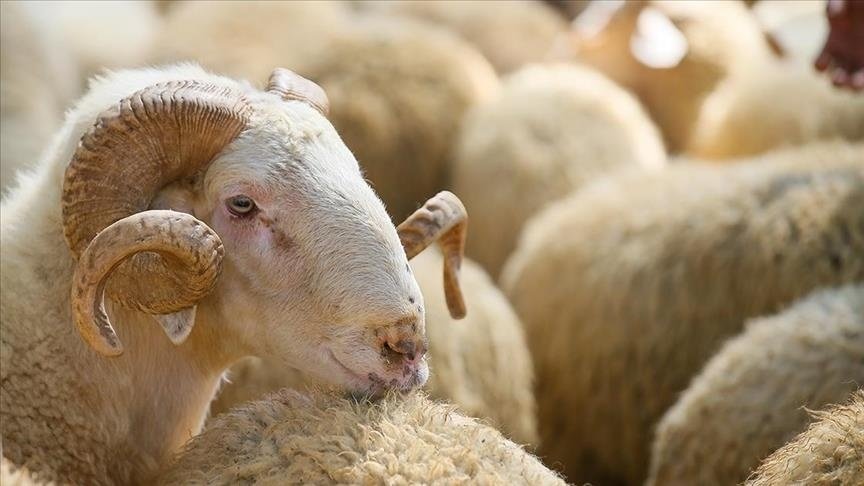 Kurban Bayramı ne zaman, bayram tatili 9 gün mü olacak? Bakan Ersoy'dan 9 günlük tatil açıklaması