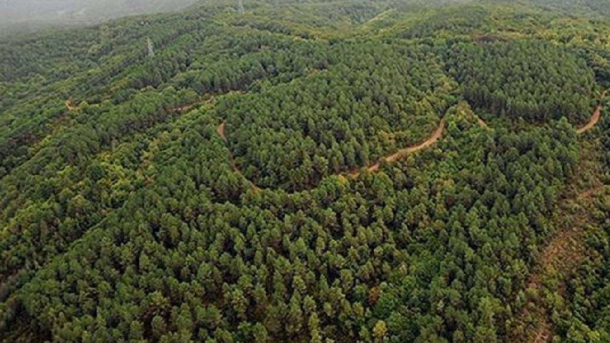 Edirne'de ormanlık alanlara girişler yasaklandı