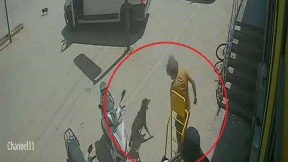 Antalya'da hayvanlara şiddet. Kedinin üzerine bastı, köpeği tekmeledi