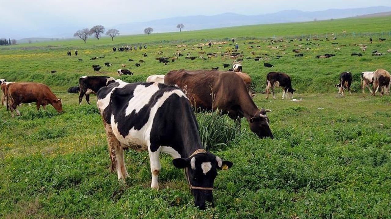 Yeşeren meralar yem maliyetini düşürdü, verim arttı