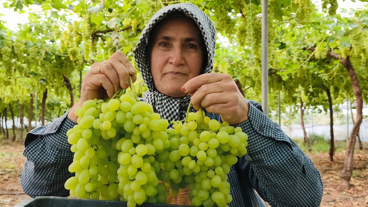 Sezonun ilk üzümü hasat edildi! Fiyatı cep yakacak