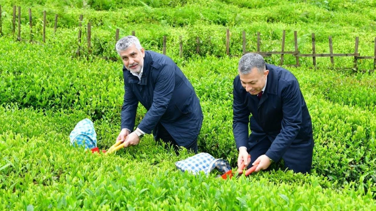 Trabzon'da yaş çay sezonu dualarla açıldı